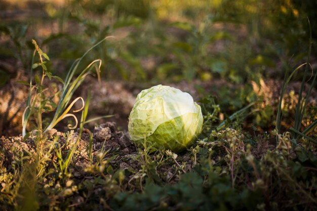 Harvested green cabbage in the field