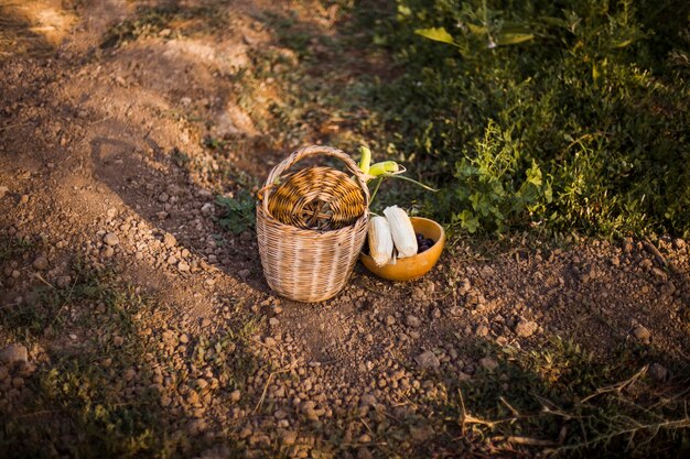 Harvested vegetables in the basket and bowl