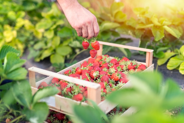 Free photo harvesting delicious organic strawberries fruit