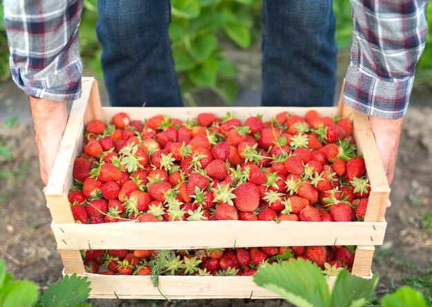 Harvesting delicious organic strawberries fruit
