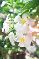 Free photo hawaii plumeria leaf bloom floral