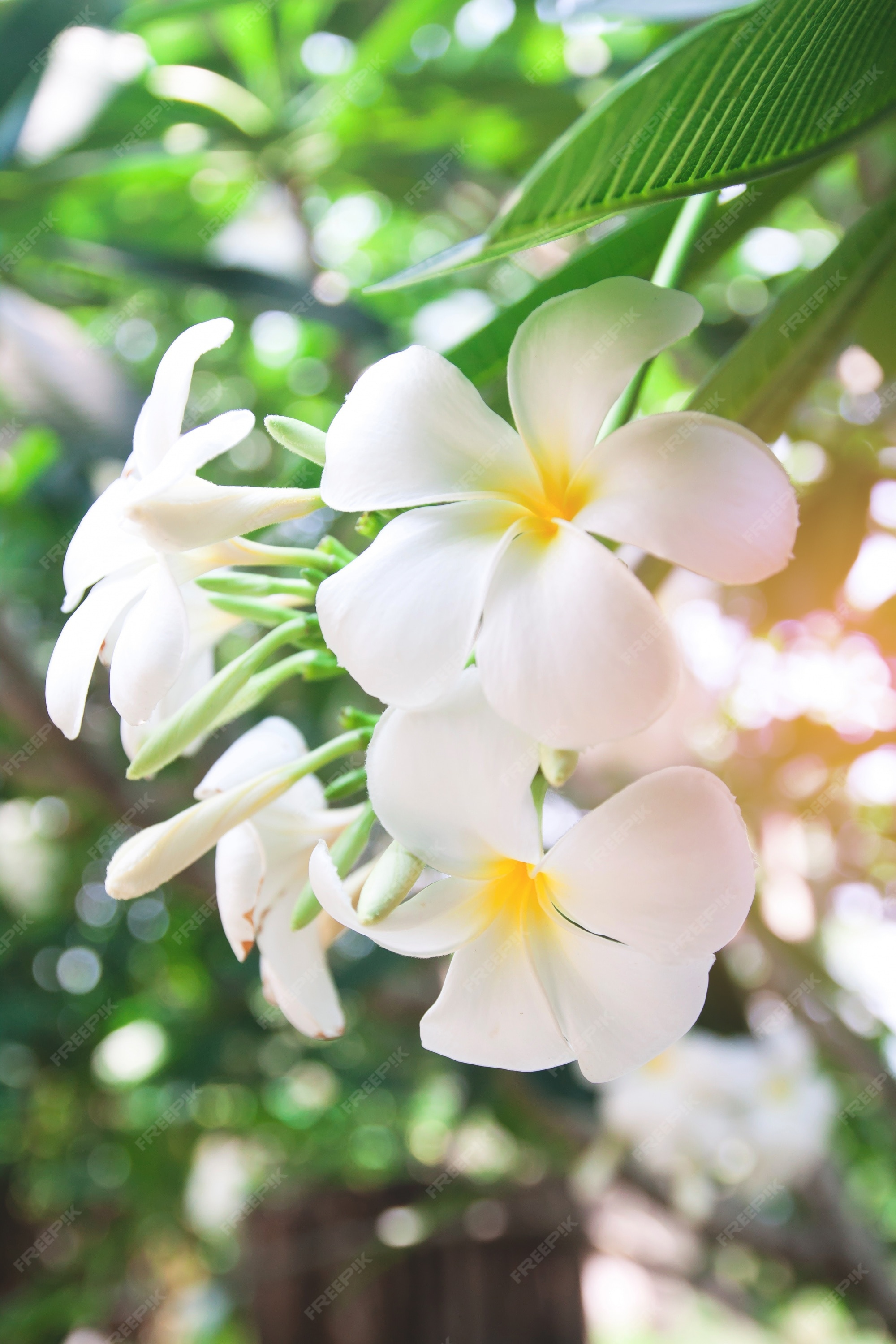 ハワイのプルメリアの葉花の花 無料の写真