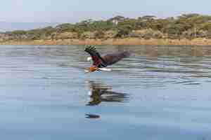 Free photo hawk flying over water