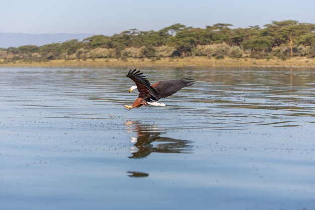 Hawk flying over water