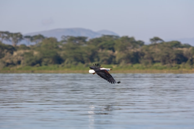 Free photo hawk flying over the water