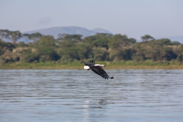 Hawk flying over the water