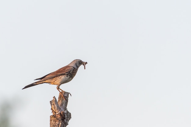 hawk on a pstick