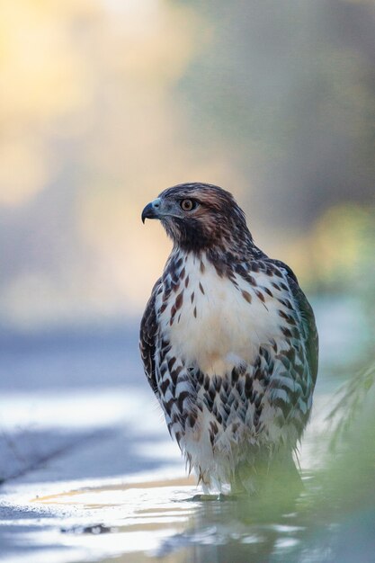 Hawk resting in nature