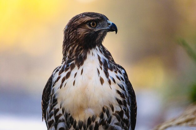 Hawk resting in nature