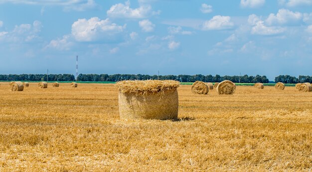 Hay bales on the field after harvest.