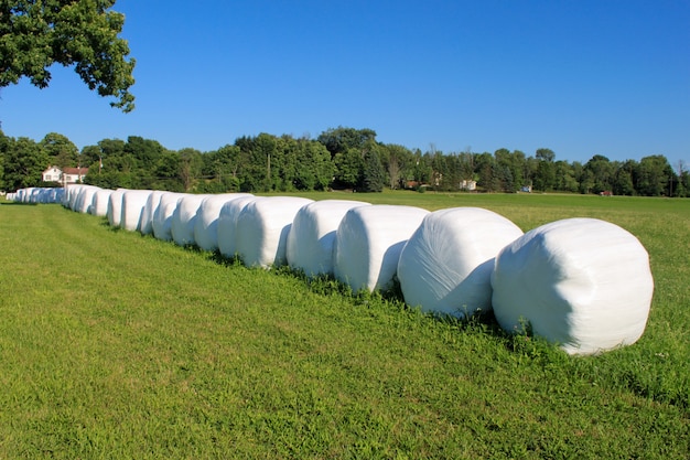 Hay Bales Wrapped and Lined Up on Farm Sunny Day