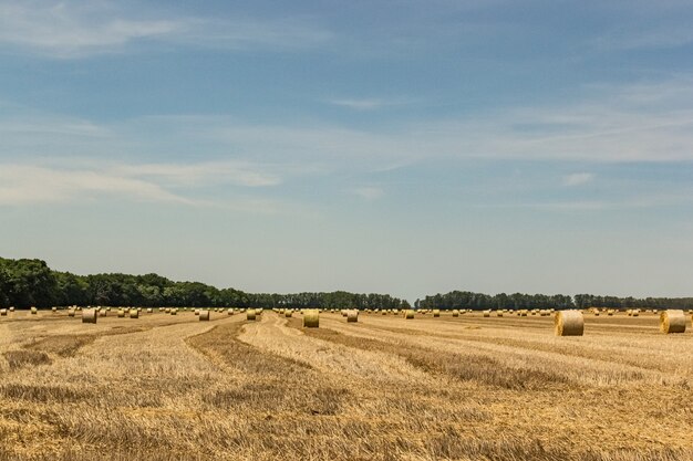 Hay rolls in the field in a rural area