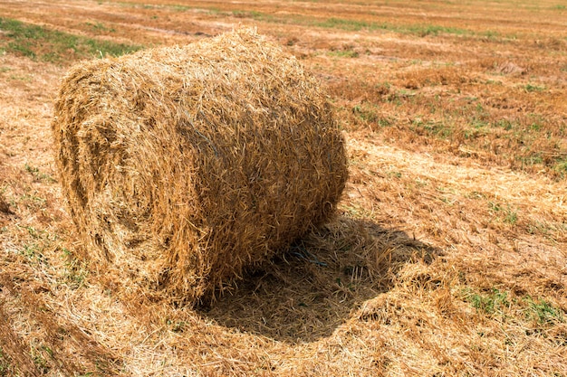 Premium Photo | A haystack in the field after harvest