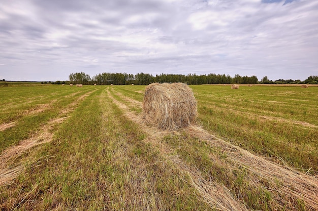Бесплатное фото Ландшафт поля земледелия сбора урожая сена. вид на стог сена в сельском хозяйстве. панорама поля стога сена.