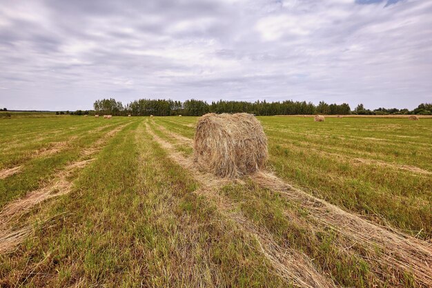Ландшафт поля земледелия сбора урожая сена. Вид на стог сена в сельском хозяйстве. Панорама поля стога сена.