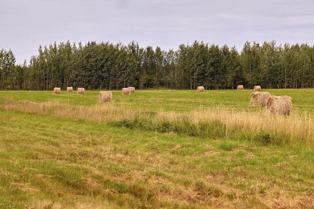 干し草の山の収穫農業分野の風景。農業分野の干し草の山の眺め。干し草の山のフィールドのパノラマ。