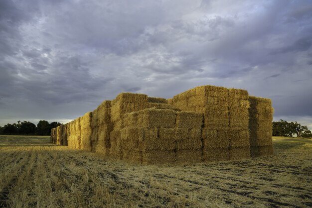 Haystack