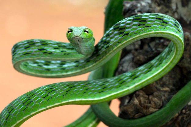 Голова азиатской винной змеи крупным планом на ветке