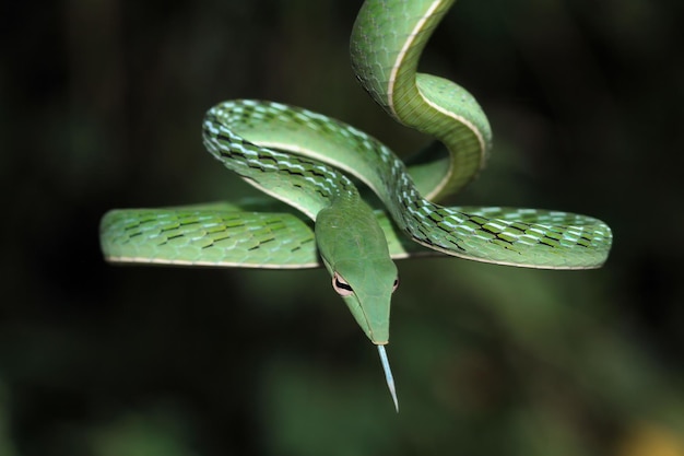 アジアのブドウのヘビのクローズアップの顔の頭黒の背景を持つアジアのブドウのヘビのクローズアップの頭