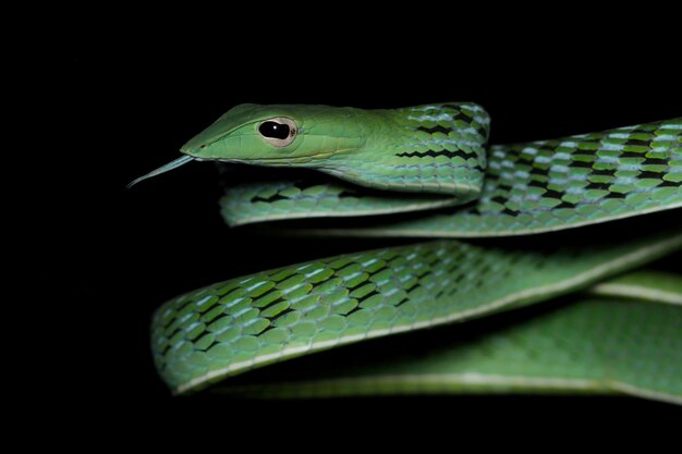Head of Asian vinesnake closeup face Asian vinesnake closeup head with black background