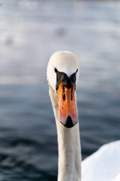 head of a beautiful swan with a blurred background