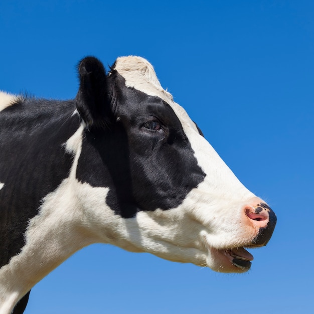 Free photo head of black and white cow in blue sky