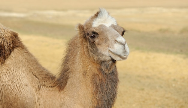 Free photo head of a camel on a desert