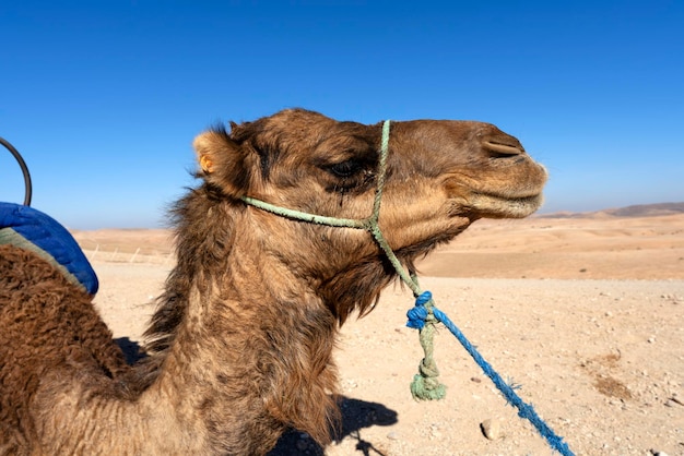 Head of camelsin the desert