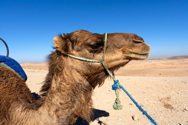 Head of camelsin the desert