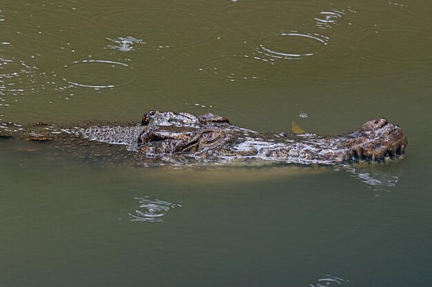 Голова крокодила смотрит на добычу на реке Крупный план головы крокодила на реке