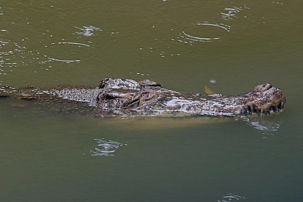 Голова крокодила смотрит на добычу на реке Крупный план головы крокодила на реке