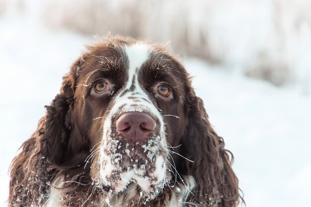 English Springer Spaniel Free Vectors Stock Photos Psd