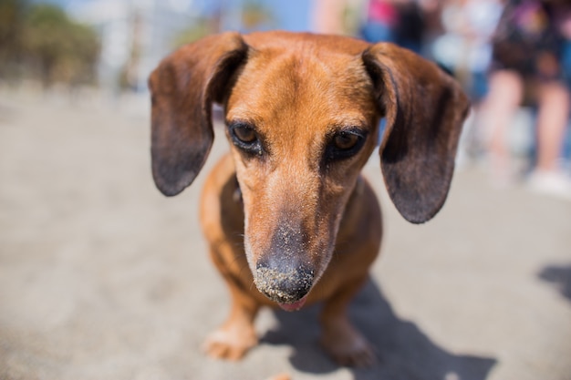 Foto gratuita testa di cane