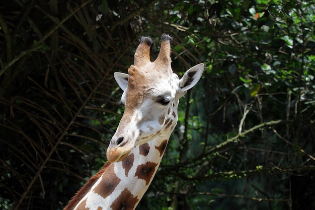 Free photo head of giraffe closeup animal closeup