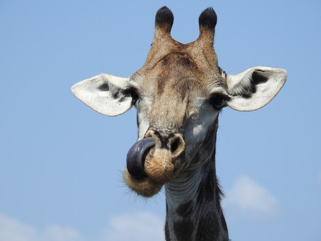 クルーガー国立公園で日中の日光の下で舌を出しているキリンの頭