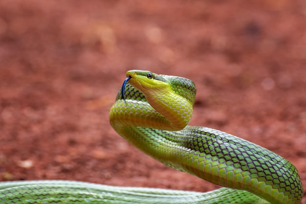 Голова гониосомной змеи Зеленая гониосомная змея, оглядывающаяся вокруг Gonyosoma oxycephalum