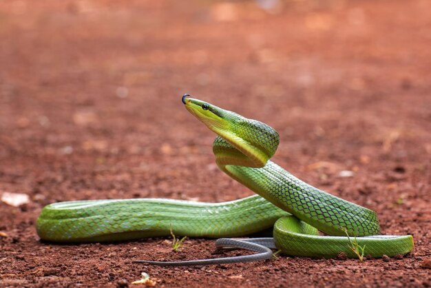 Gonyosoma 뱀의 머리 주위를 둘러보는 녹색 gonyosoma 뱀