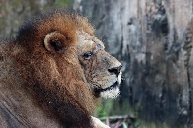 Free photo head of lion from side view animal closeup