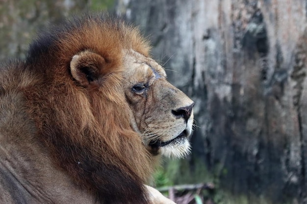 Head of lion from side view animal closeup