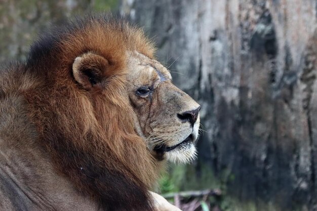 Head of lion from side view animal closeup