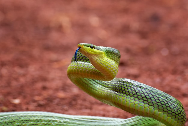 무료 사진 gonyosoma 뱀의 머리 gonyosoma oxycephalum 주위를 둘러보는 녹색 gonyosoma 뱀