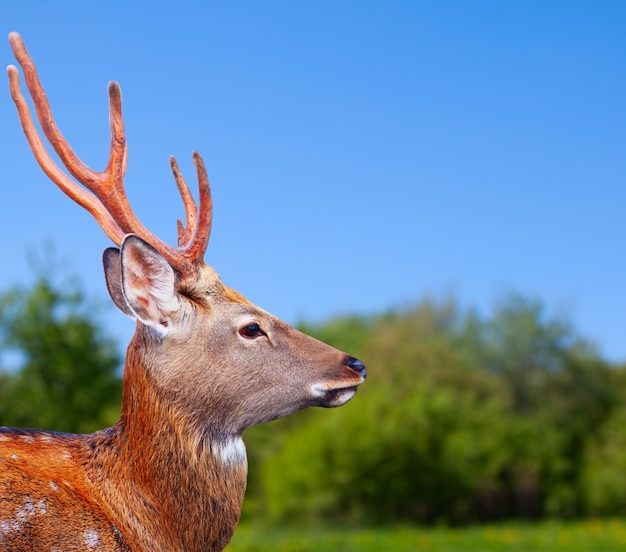 Foto gratuita testa di cervo sika