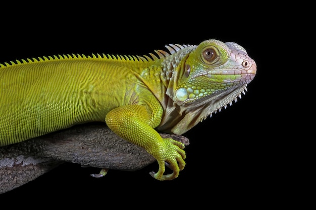 Head of the yellow albino iguana closeup Albinoi iguana closeup