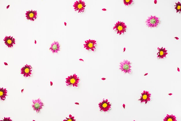 Heads of bright flowers on white