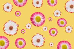 Free photo heads of flowers on yellow