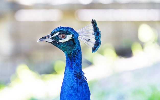 Headshot of a blue male peacock at the park
