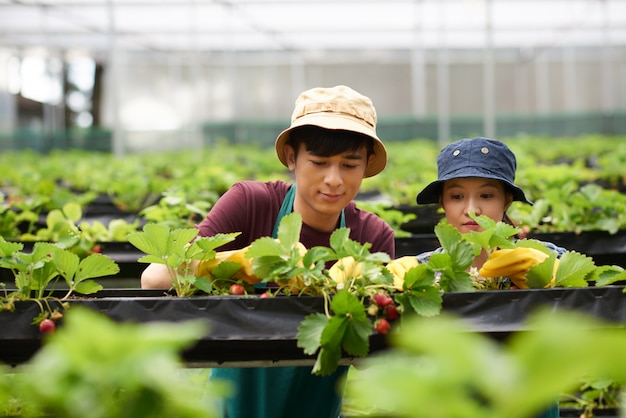 Free photo headshot of two gardeners harvesting strawberries in a greenhouse