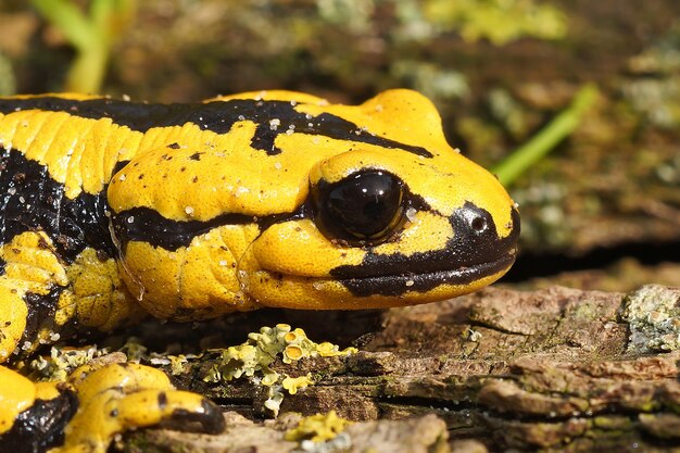 Headshot of the yellow-colored salamander (Salamandra bernardezi)