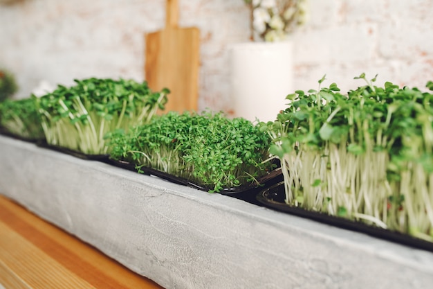 Heap of beet micro greens on table 