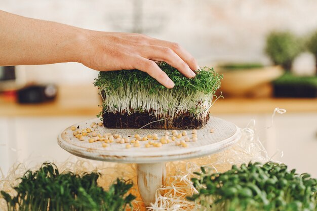 Heap of beet micro greens on table 